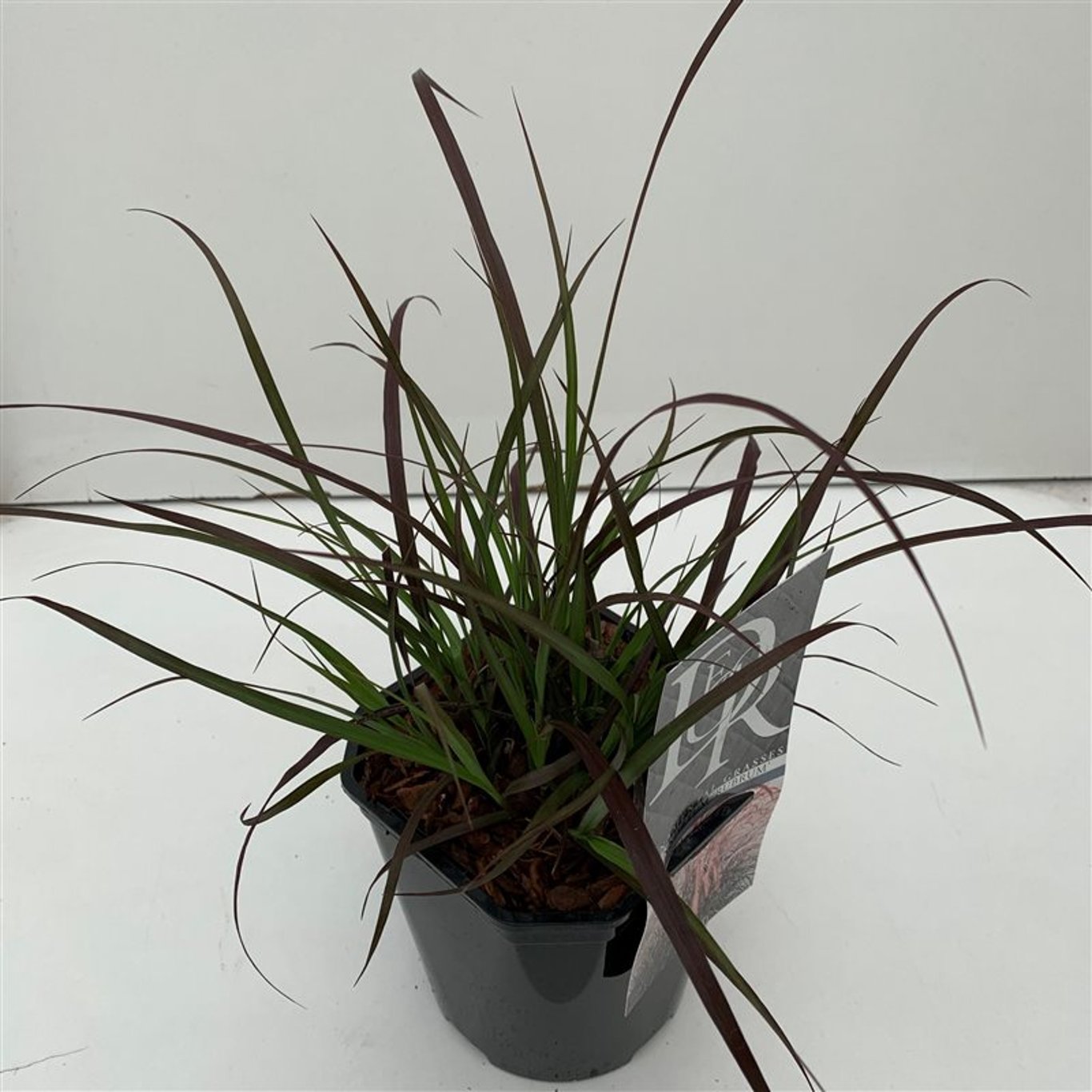 Pennisetum advena 'Rubrum' - C2